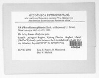 Ramularia rufibasis image